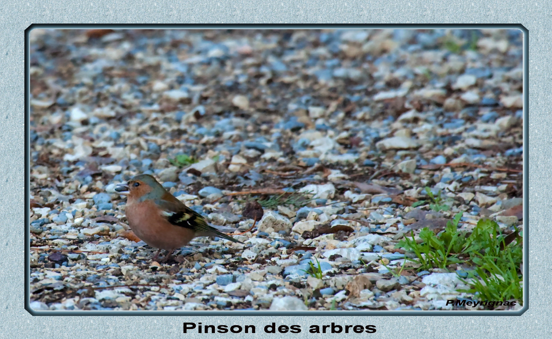 PINSON DES ARBRES