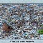 PINSON DES ARBRES