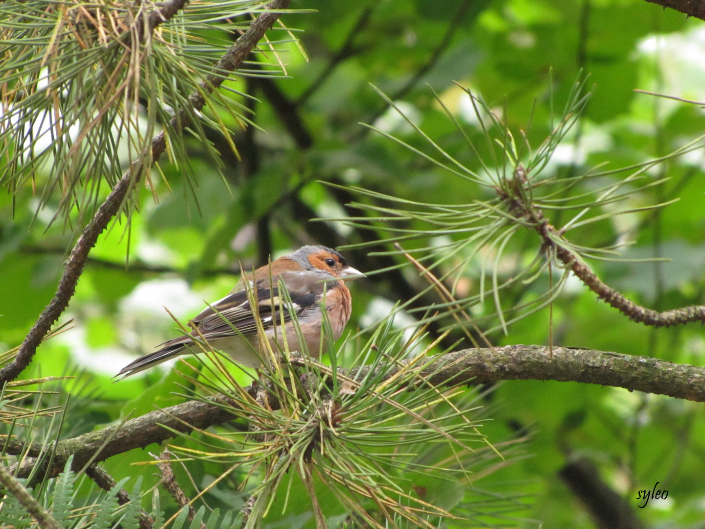 pinson des arbres