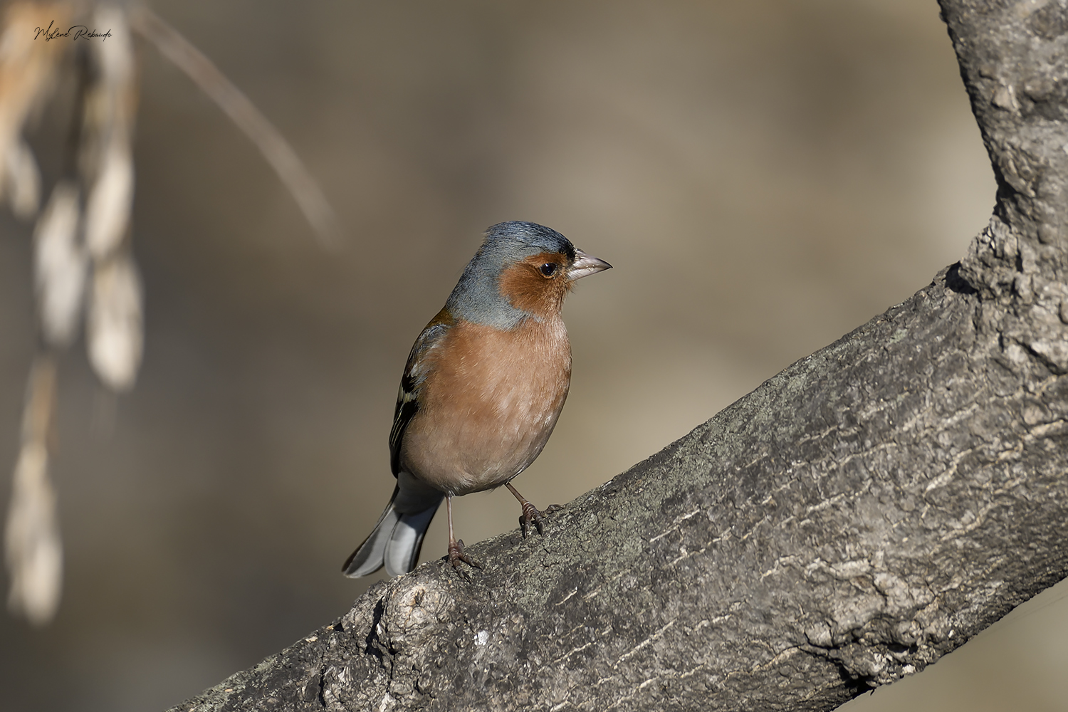 Pinson des arbres