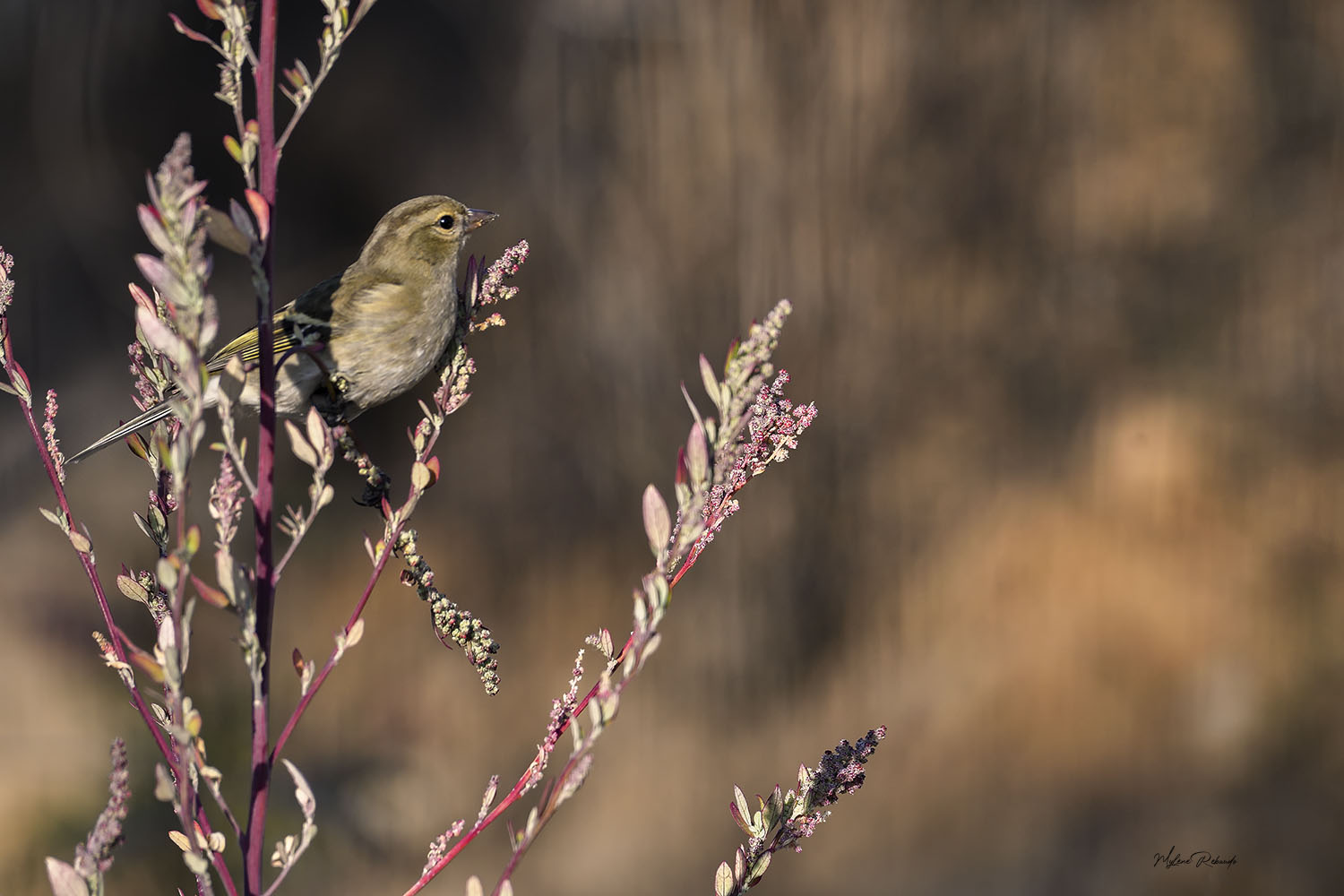 Pinson des arbres dans son environnement