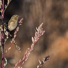 Pinson des arbres dans son environnement