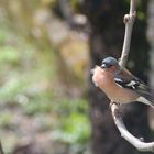 pinson des arbres, du vent dans les plumes