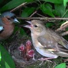 Pinson des arbres en famille