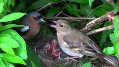 Pinson des arbres en famille