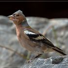 Pinson des arbres (en plein chant)