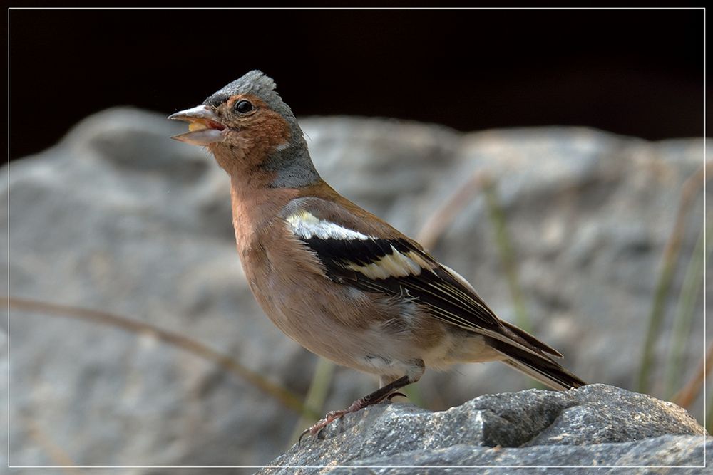 Pinson des arbres (en plein chant)