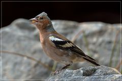 Pinson des arbres (en plein chant)