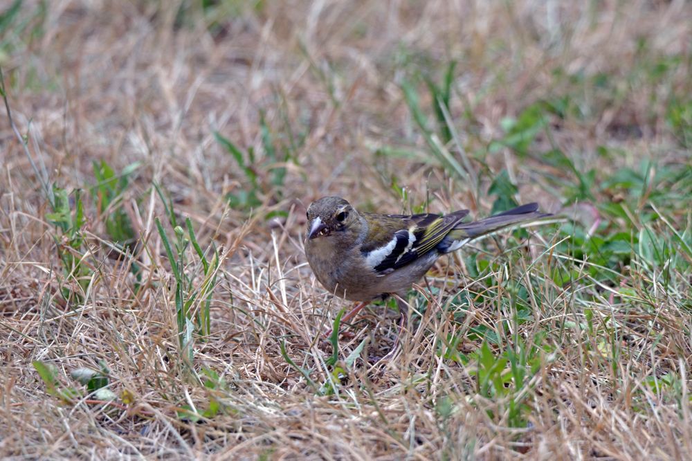 Pinson des arbres femelle photo et image animaux, animaux sauvages