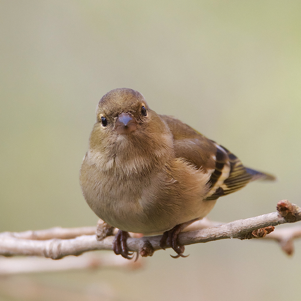 Pinson des arbres femelle photo et image animaux, animaux sauvages