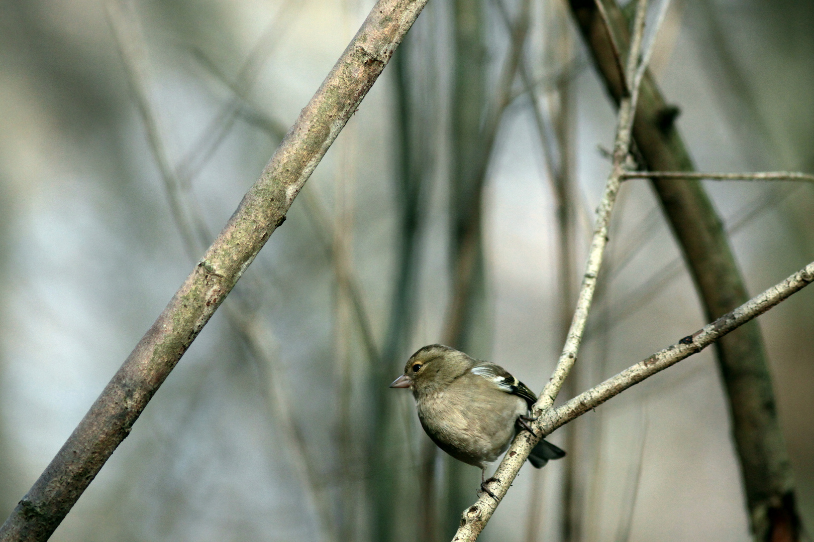 pinson des arbres femelle