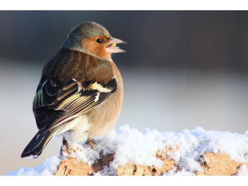 pinson des arbres( male)