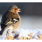 pinson des arbres( male)