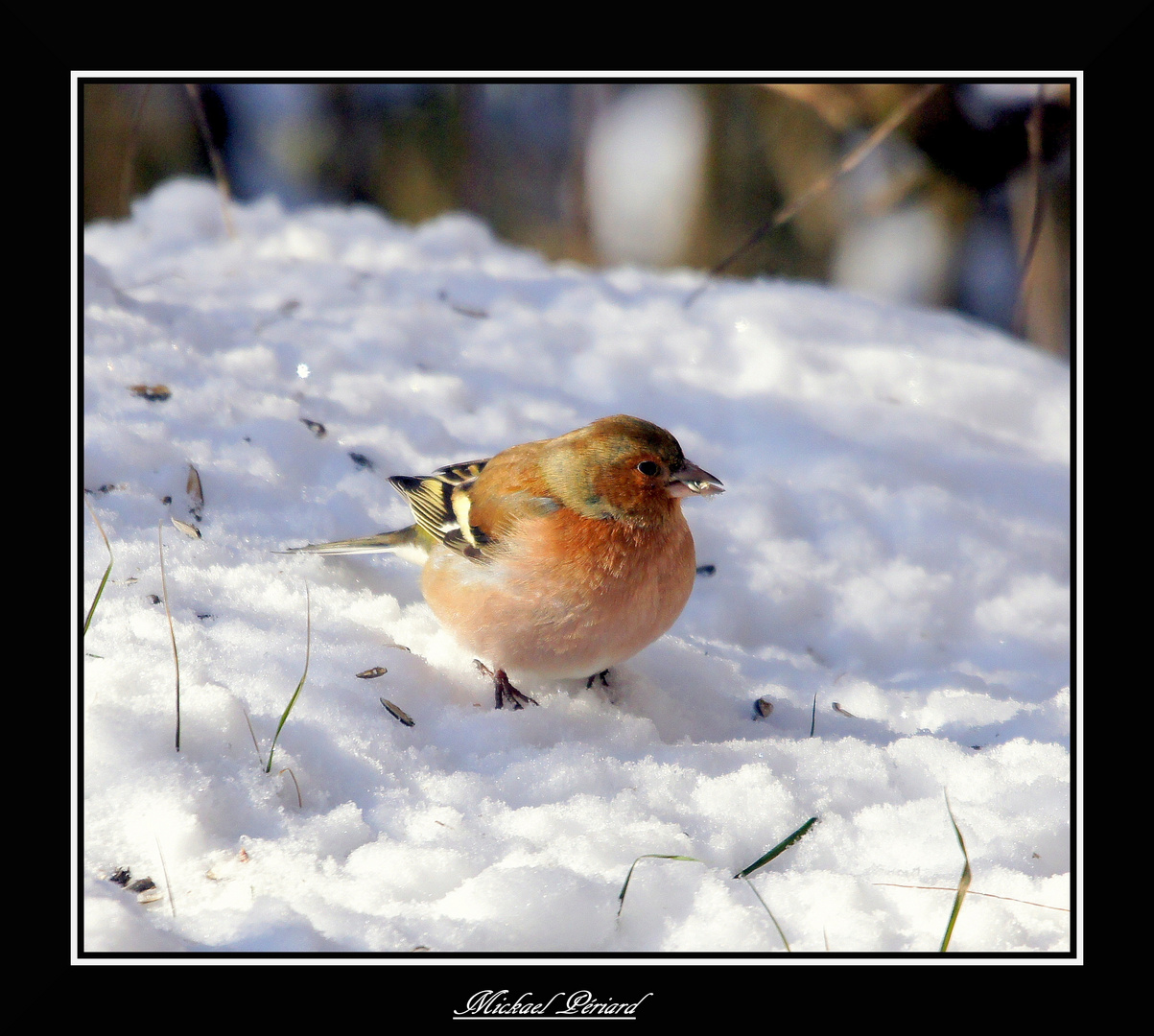 Pinson des arbres ( Male ) profil