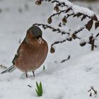 Pinson des arbres mâle....