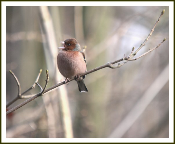 pinson des bois ,male.