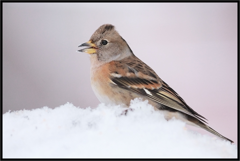 Pinson du nord dans la neige.