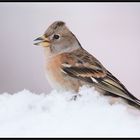 Pinson du nord dans la neige.