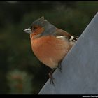 " Pinson mâle sur le coin de la gouttière "