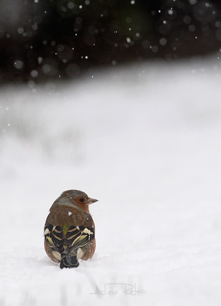 Pinson sous la neige