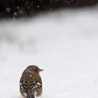 Pinson sous la neige