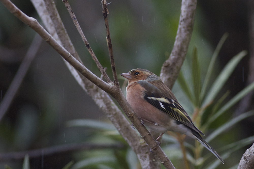 Pinson sous la pluie