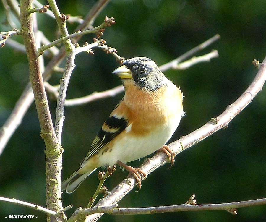 pinson sous le soleil