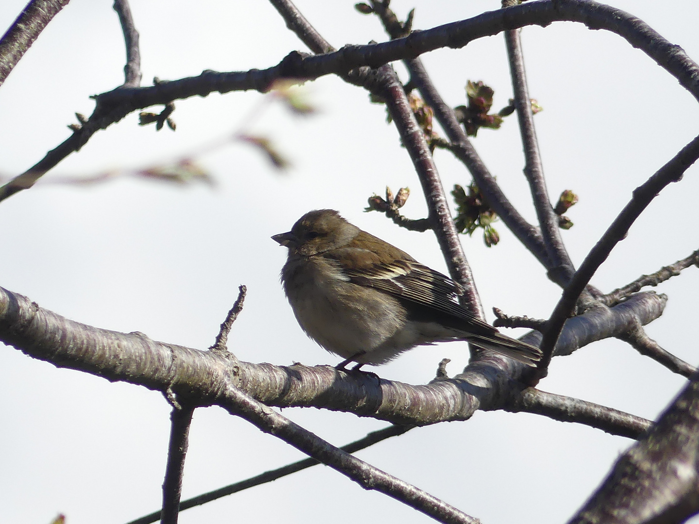 Pinsons des Arbres - Femelles