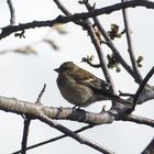 Pinsons des Arbres - Femelles