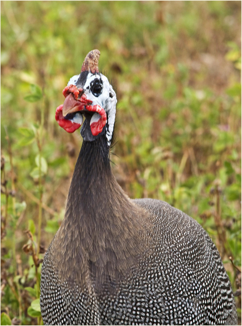 Pintade photo et image natur, animaux, tiere Images