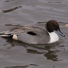 Pintail