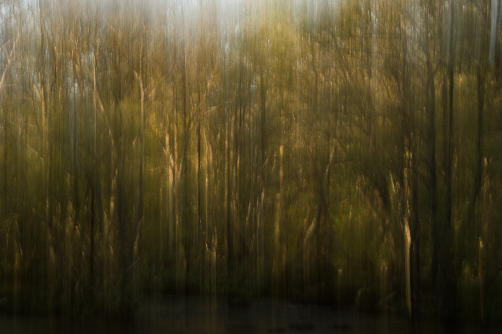 Pintando el bosque