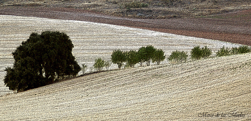 ...pintando el campo...