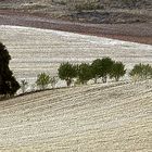 ...pintando el campo...