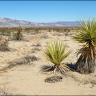 [ Pinto Basin ]