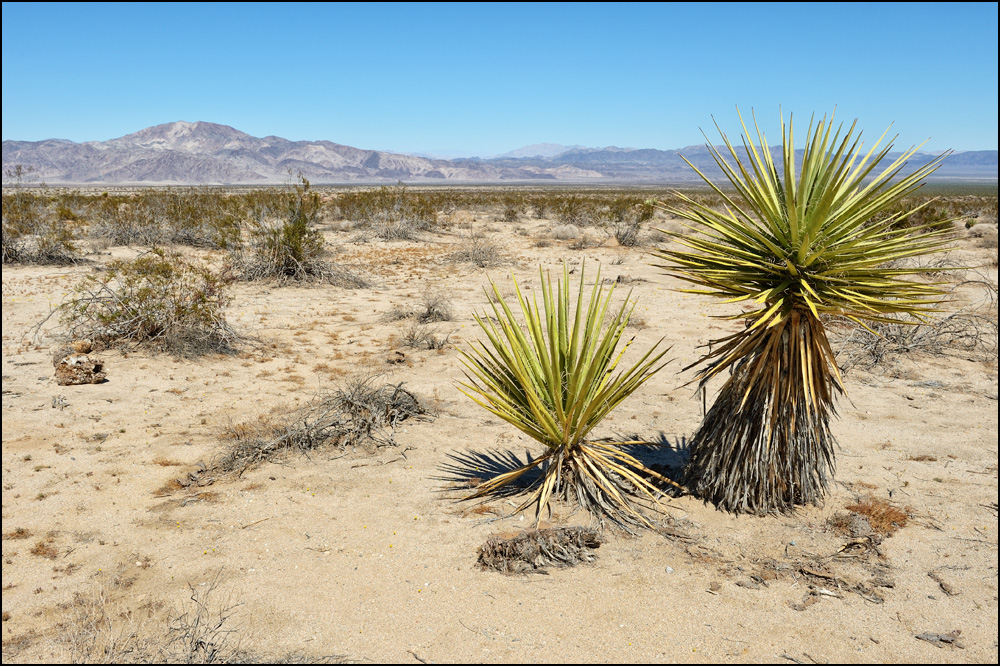 [ Pinto Basin ]