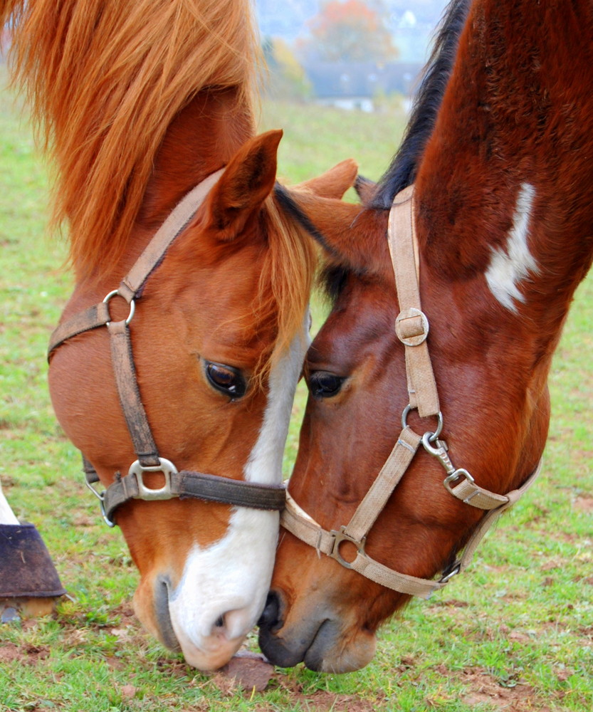 Pinto-Hengst Taffy´s Rainbow und Quarterwallach Fridolin