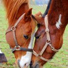 Pinto-Hengst Taffy´s Rainbow und Quarterwallach Fridolin