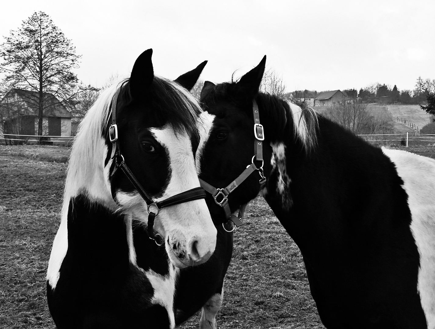 Pintos in love