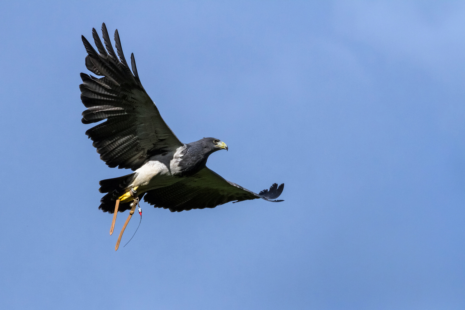 Pintu, der Blaubussard (1)