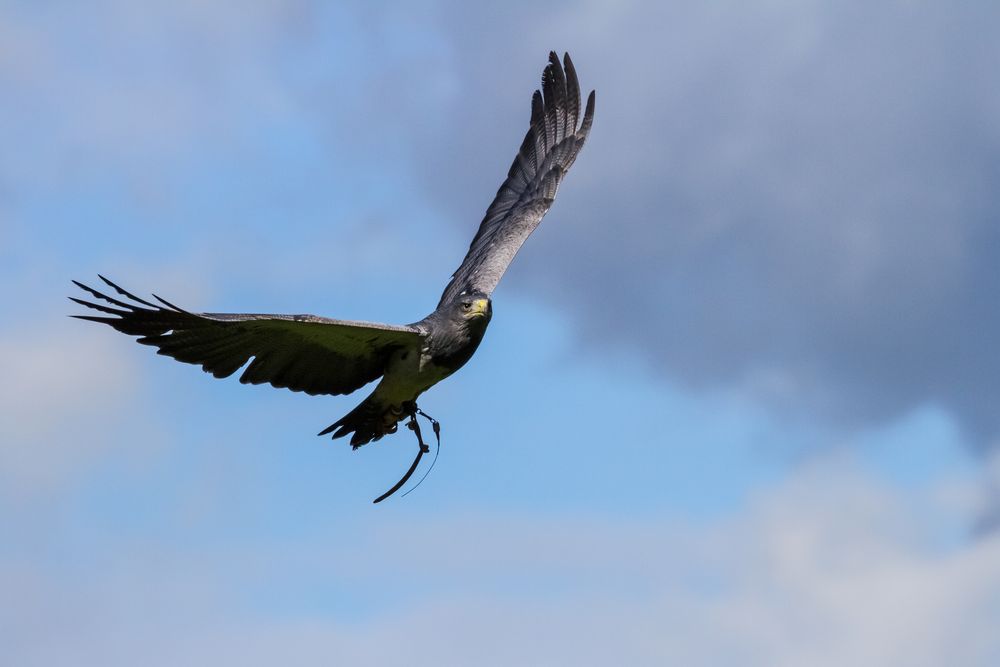 Pintu, der Blaubussard (2)