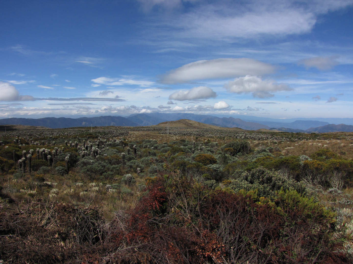 PINTURA AL NATURAL. EL PARAMO