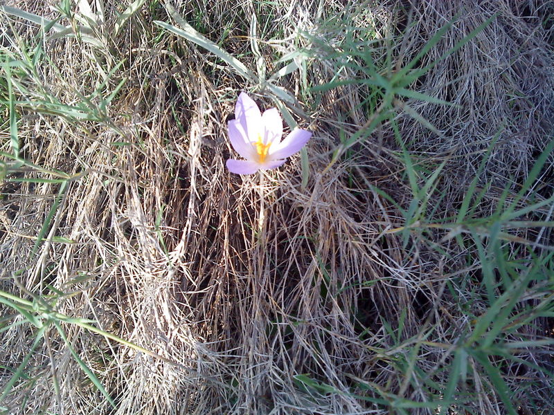 pinturas de la naturaleza.