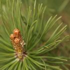 Pinus