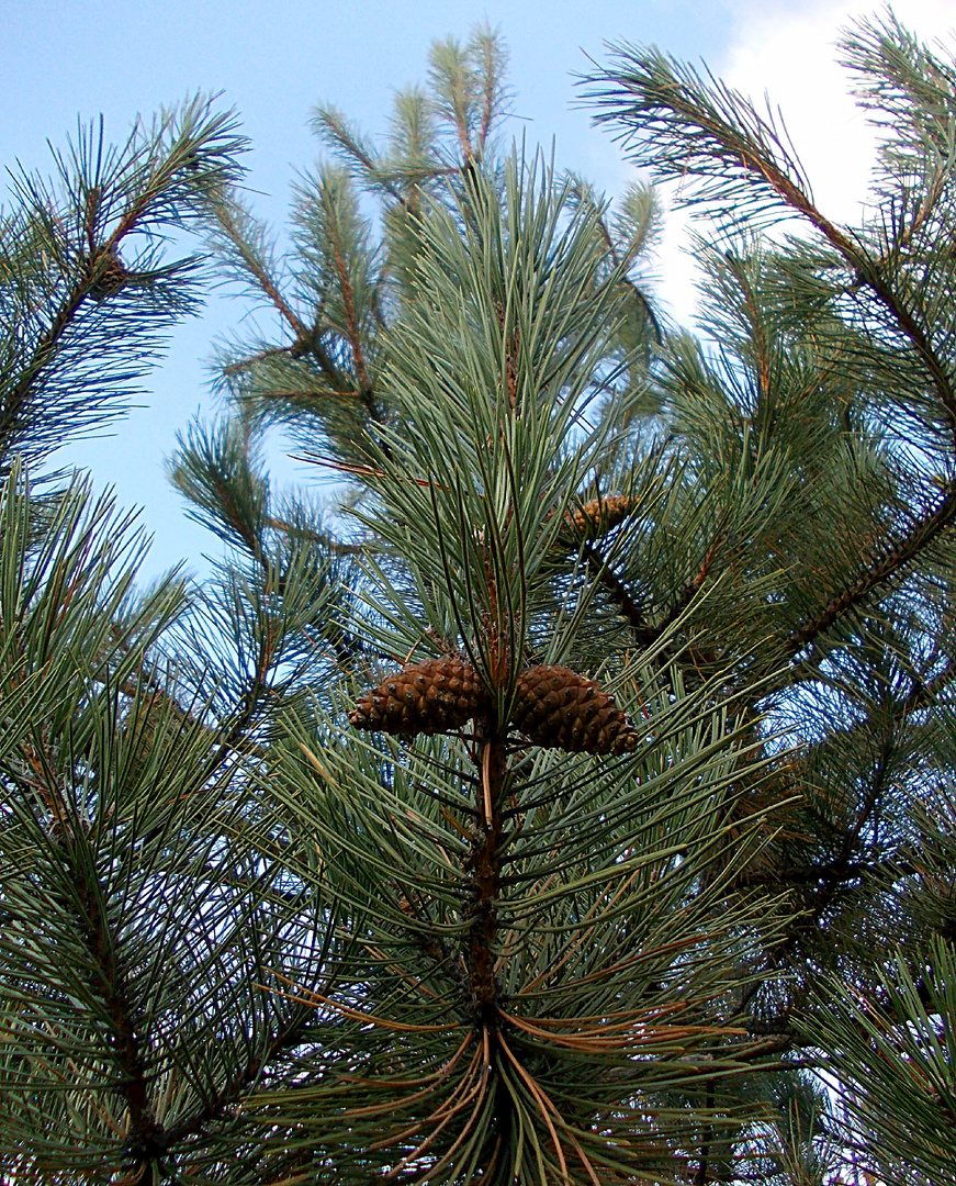 Pinus