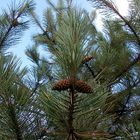 Pinus