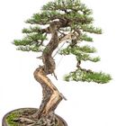 Pinus - Bonsai