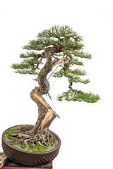 Pinus - Bonsai