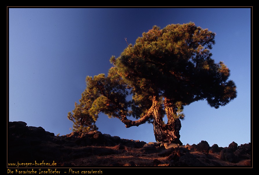 Pinus canariensis