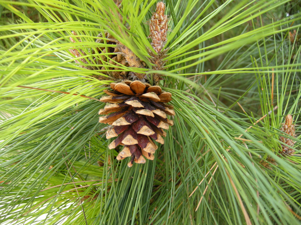 Pinus